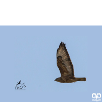 گونه سارگپه استپی Common Buzzard